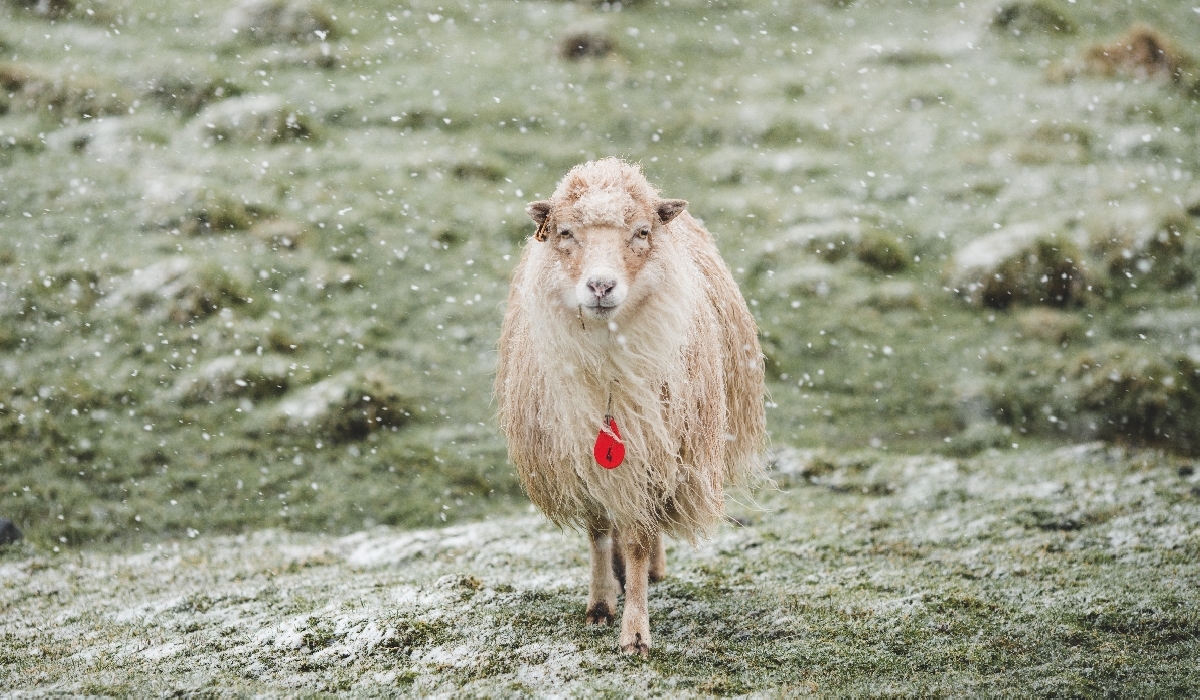 mouton en balade sous le ciel d'hiver