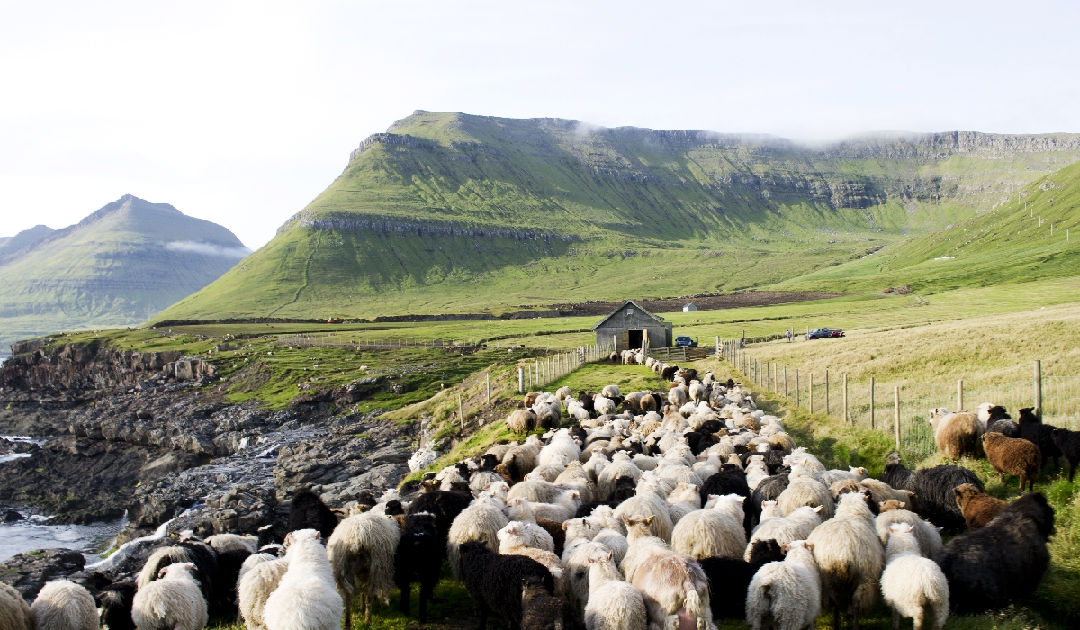 80000 moutons peuplent les îles Féroé (pour 30000 habitants)