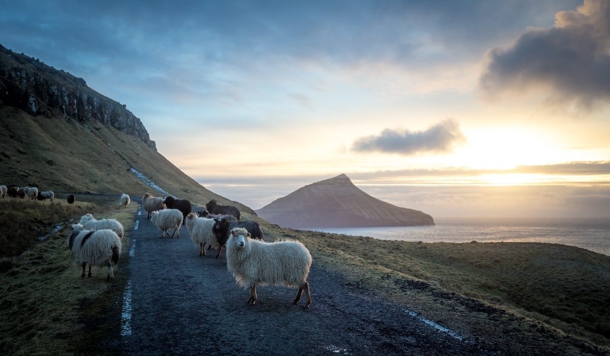 Moutons et coucher de soleil sur l'île de Streymoy