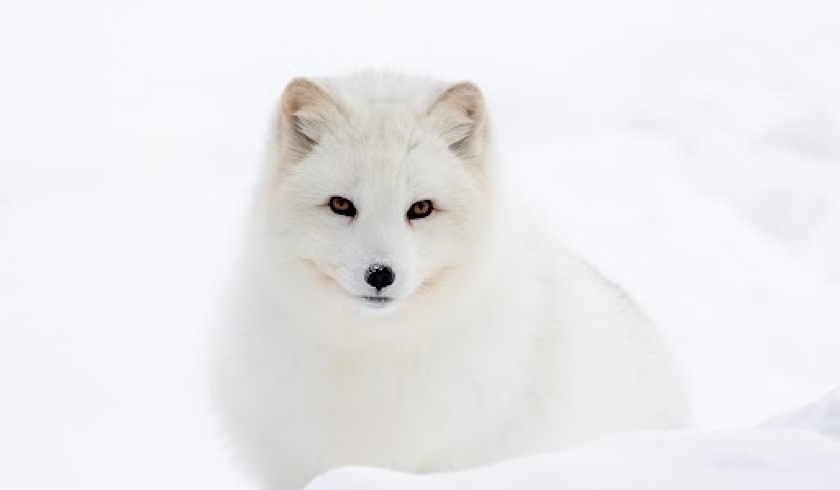 Renard arctique du parc animalier 