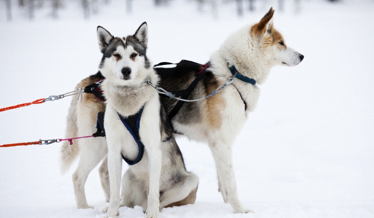 Huskies attelés à un traineau en Laponie finlandaise