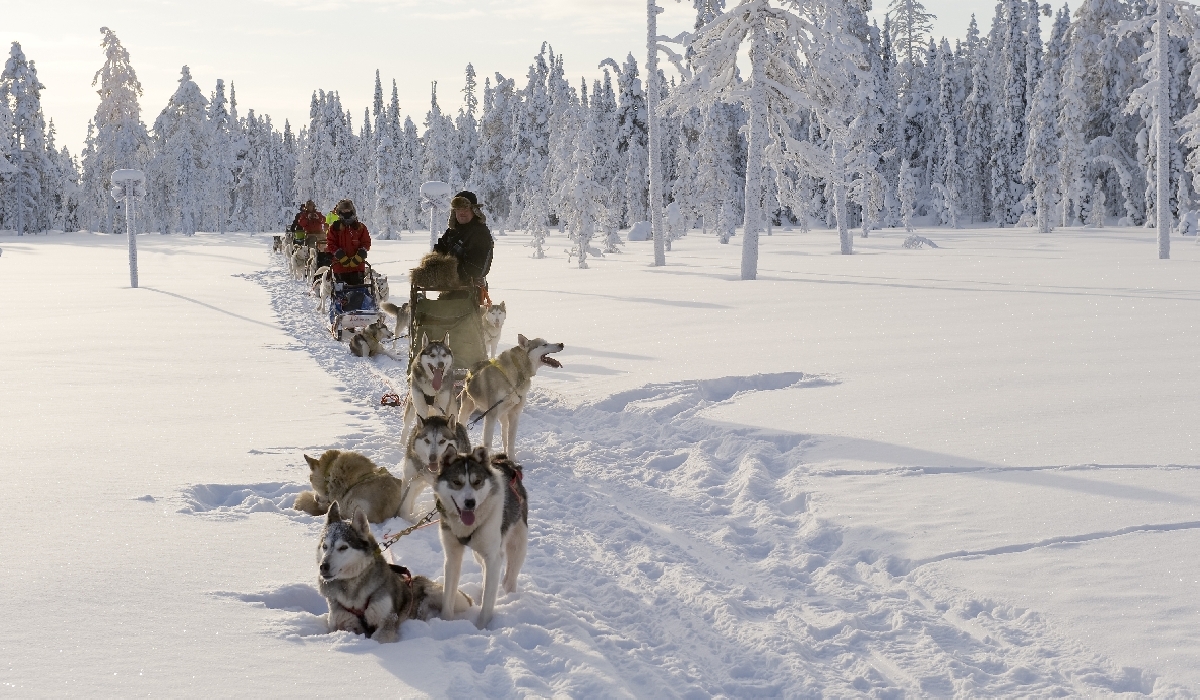 Expédition en traîneau à chiens à Harriniva, Laponie, Finlande