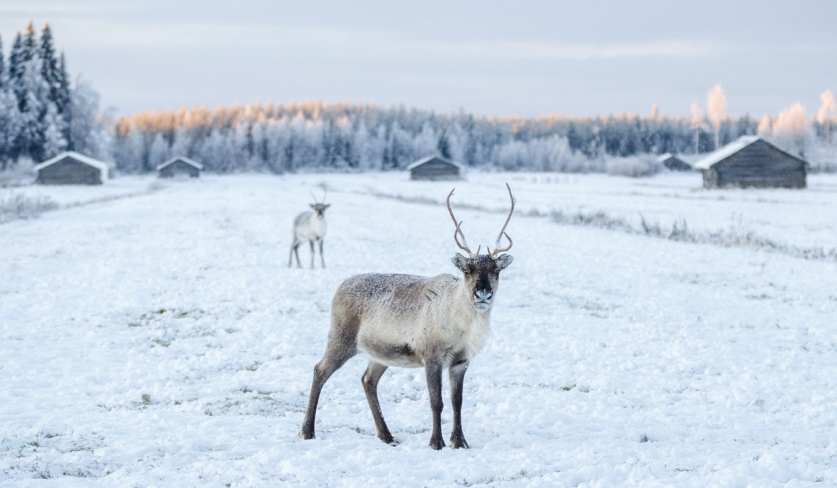 Jeunes rennes sur les terres enneigées de Laponie en Finlande