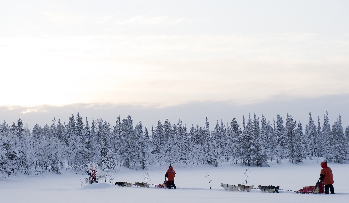 Traversée des paysages grandioses de Laponie finlandaise en traineau à chiens