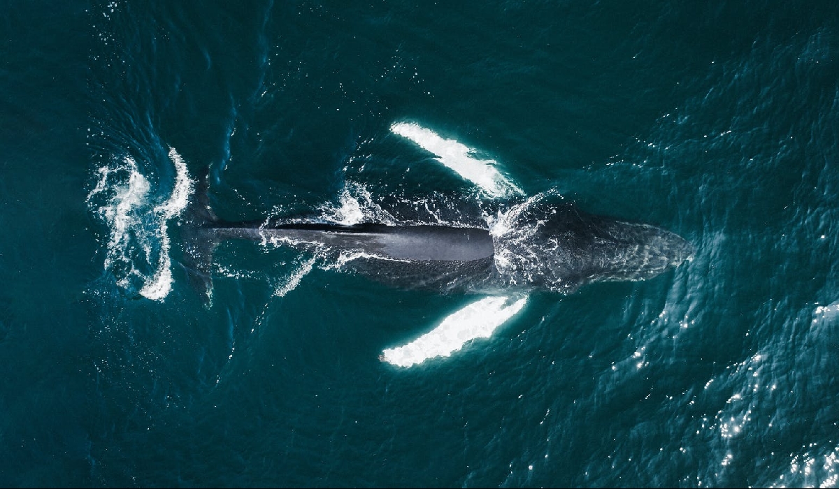 Observation des baleines en Islande